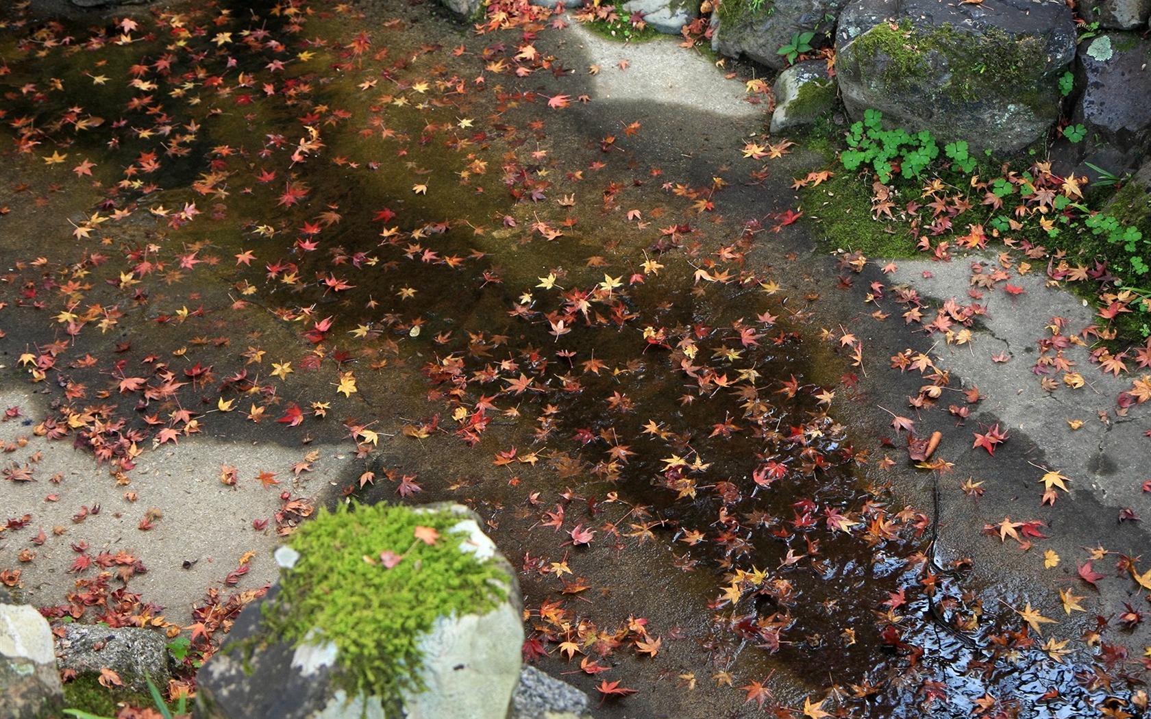 Maple Leaf Tapete gepflasterten Weg #2 - 1680x1050