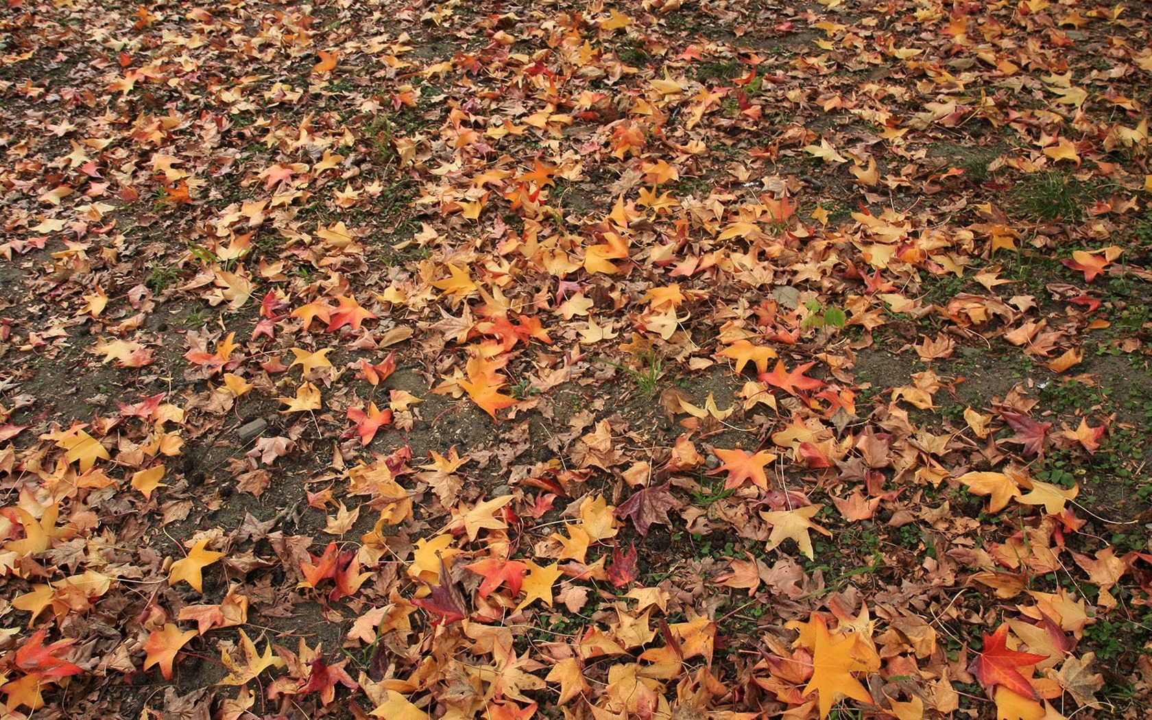 Maple Leaf Tapete gepflasterten Weg #10 - 1680x1050