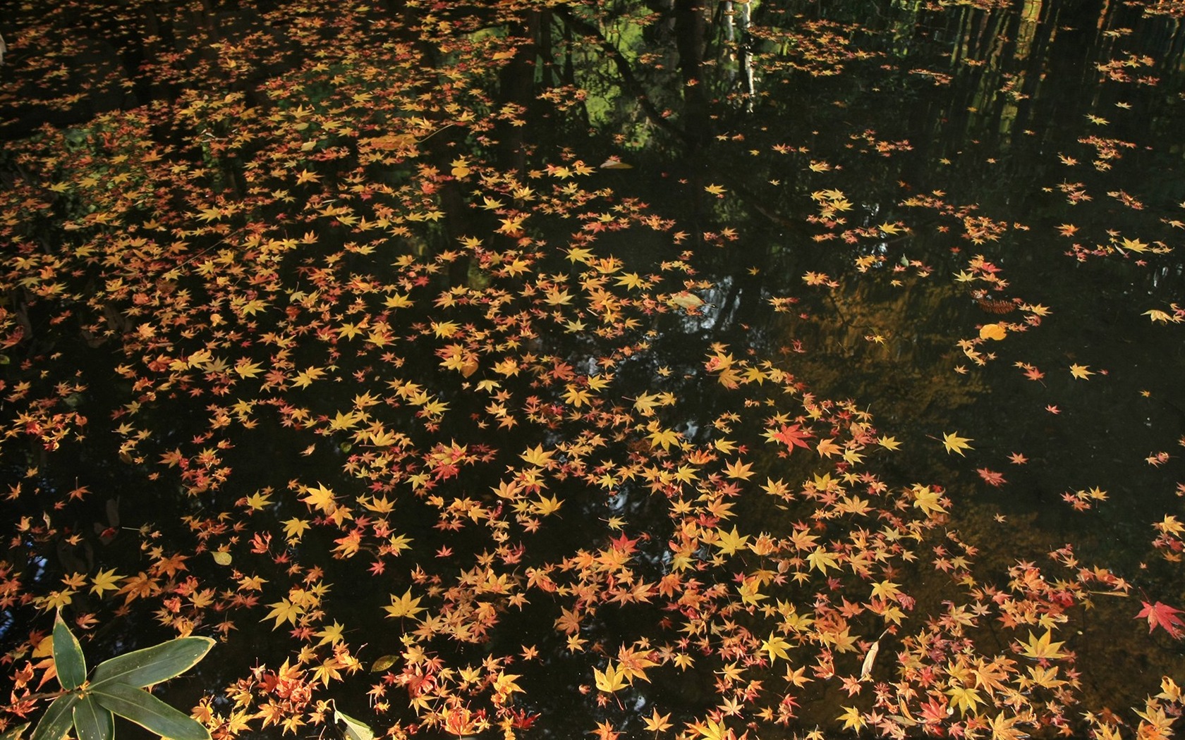 Maple Leaf Tapete gepflasterten Weg #12 - 1680x1050