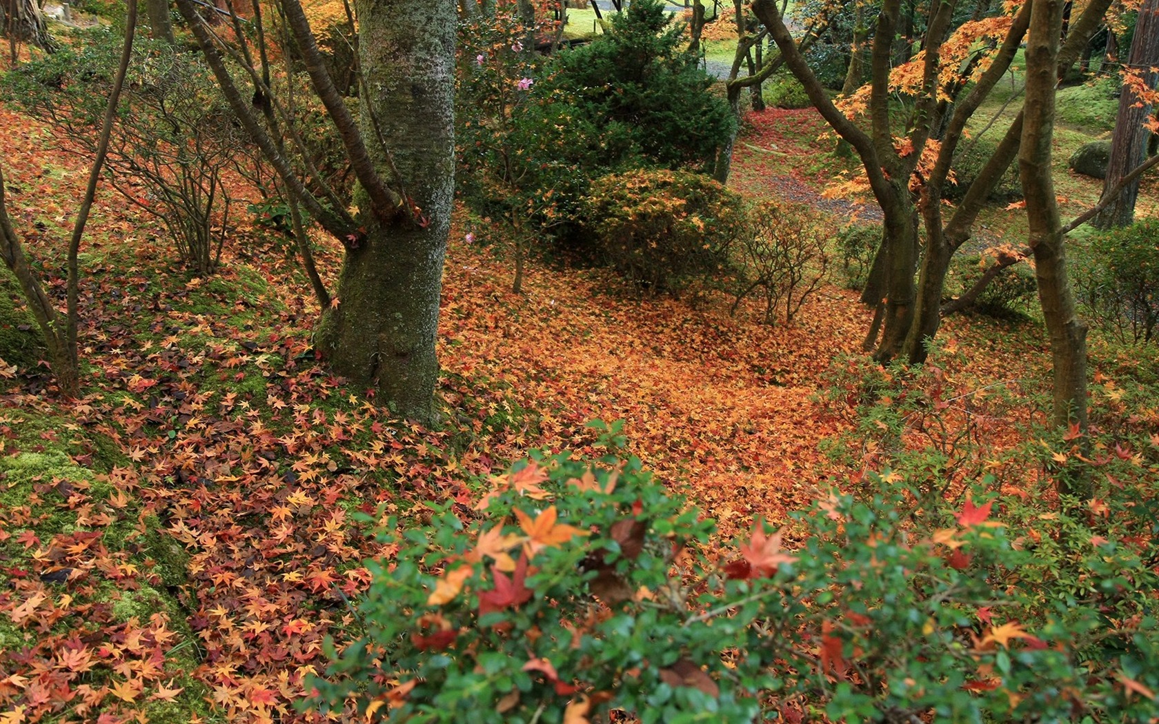 Maple Leaf Tapete gepflasterten Weg #16 - 1680x1050