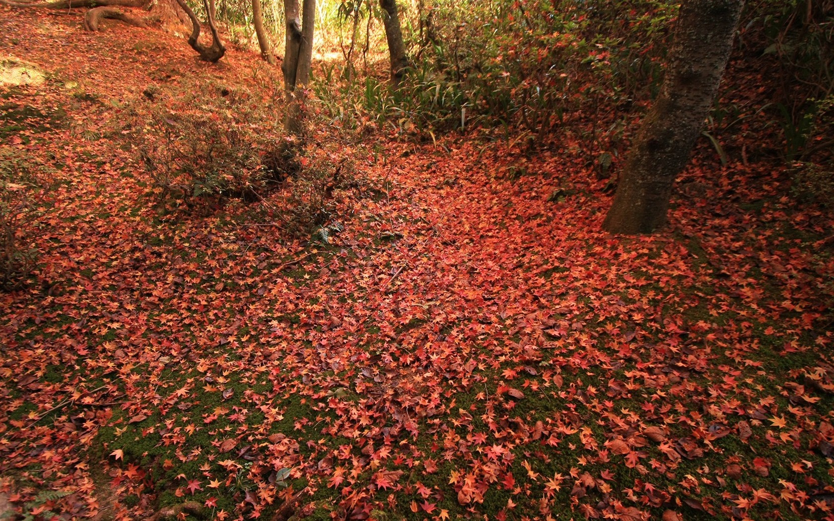 Maple Leaf Tapete gepflasterten Weg #19 - 1680x1050