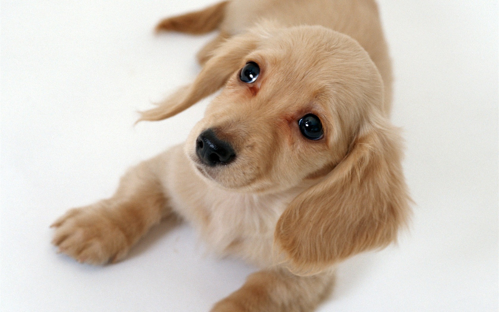 1600 dog photo wallpaper (10) #9 - 1680x1050