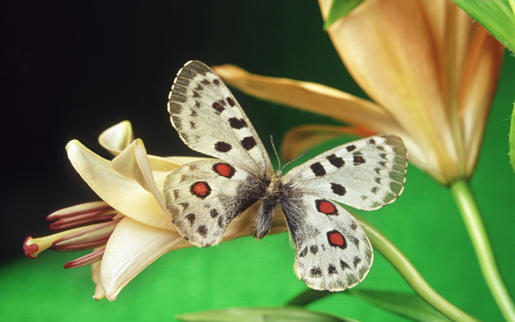 Las mariposas y las flores fondos de escritorio de disco (1) #17 - 1680x1050