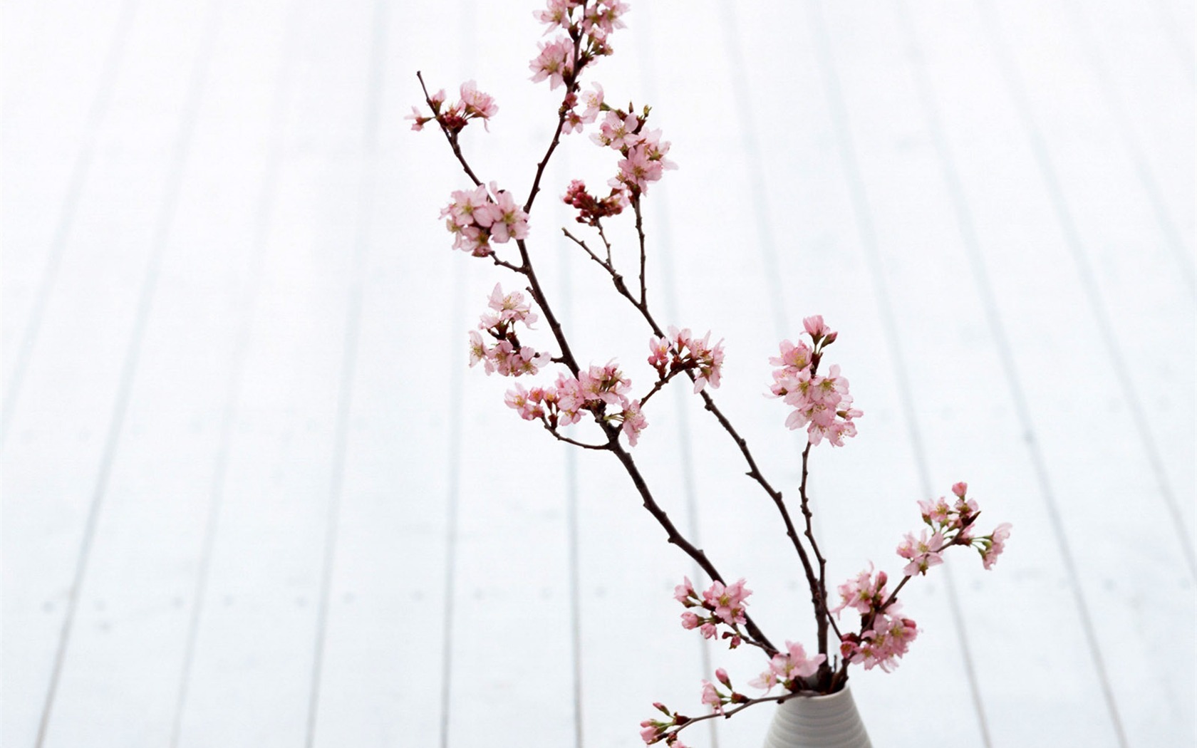 Room Flower photo wallpapers #14 - 1680x1050