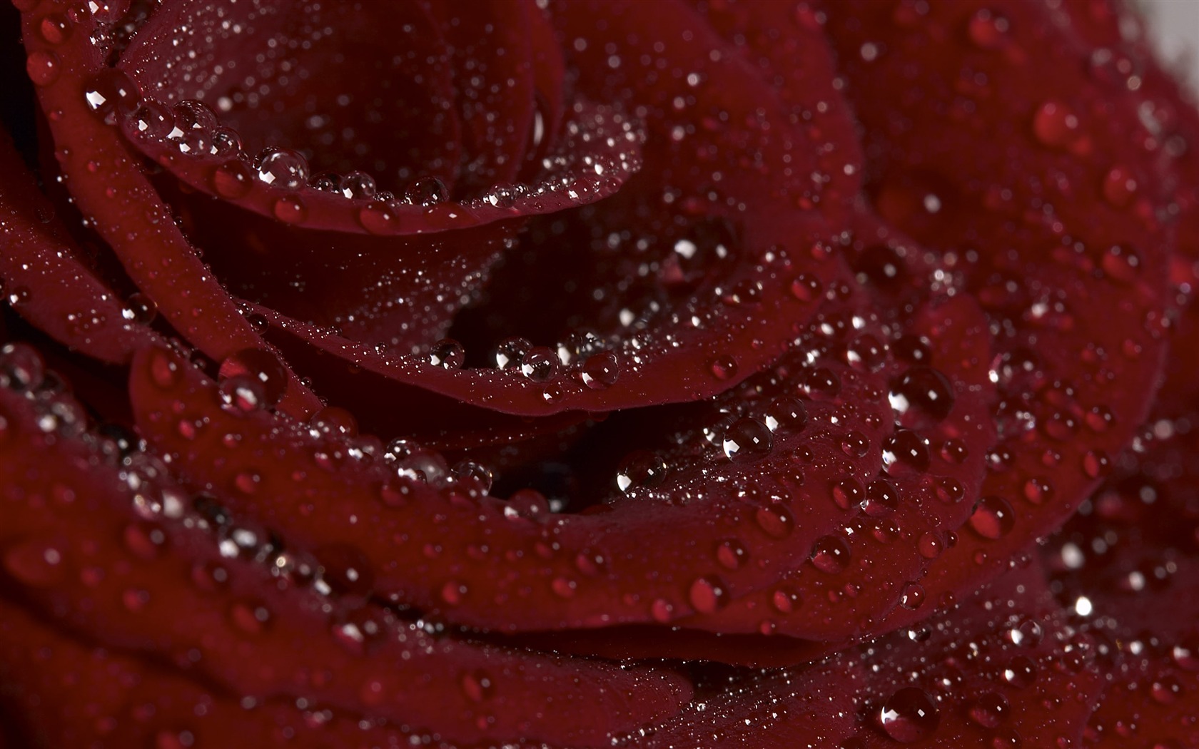 Velký květinový prvek Wallpaper (1) #19 - 1680x1050