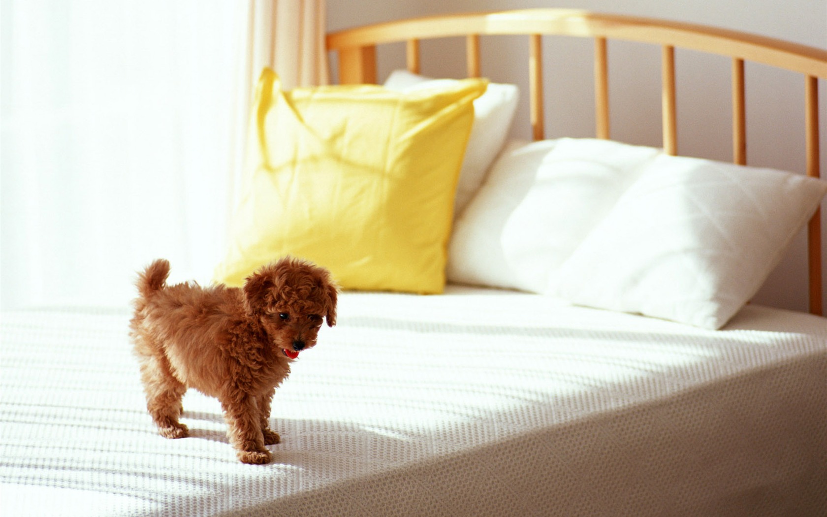 1600 dog photo wallpaper (11) #19 - 1680x1050