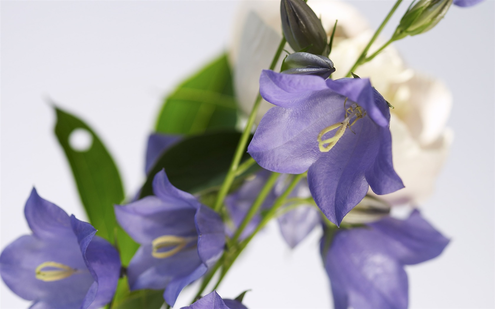 Large Flower Feature Wallpaper (2) #6 - 1680x1050