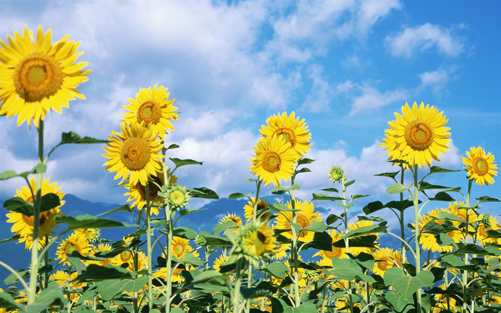 Ciel bleu de tournesol Widescreen Wallpaper #4 - 1680x1050