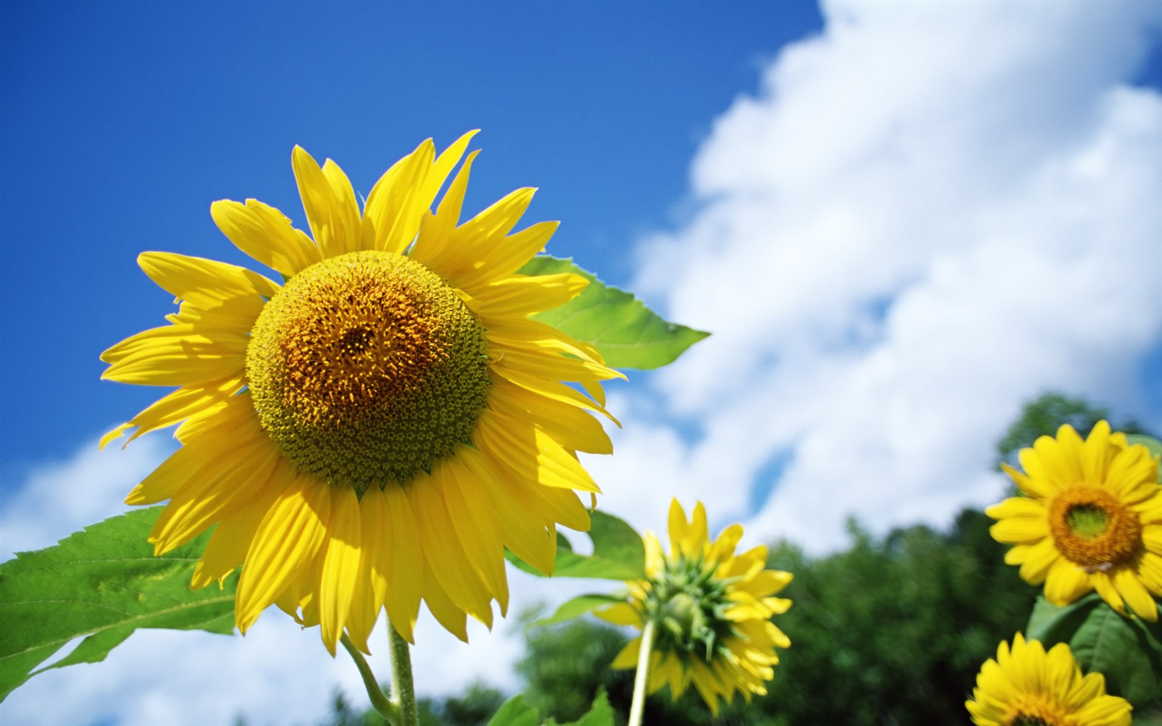 Blue sky sunflower Widescreen Wallpaper #11 - 1680x1050