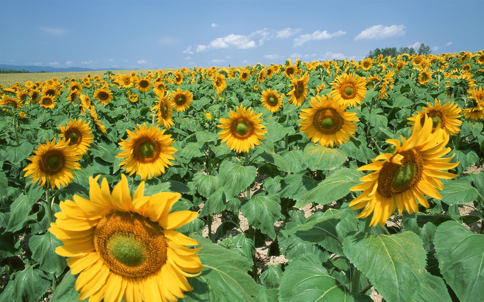 Blue sky sunflower Widescreen Wallpaper #17 - 1680x1050