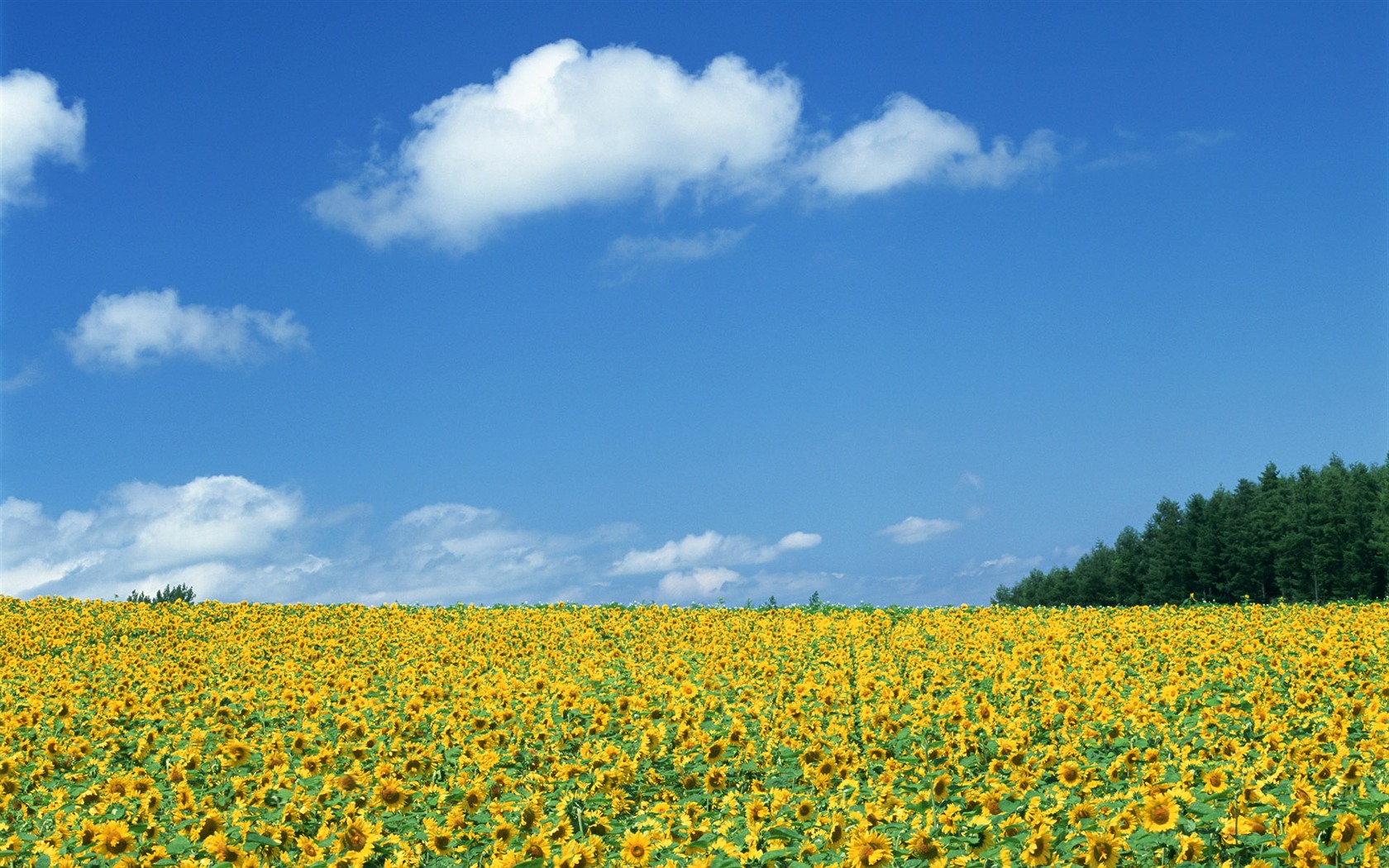 Ciel bleu de tournesol Widescreen Wallpaper #19 - 1680x1050