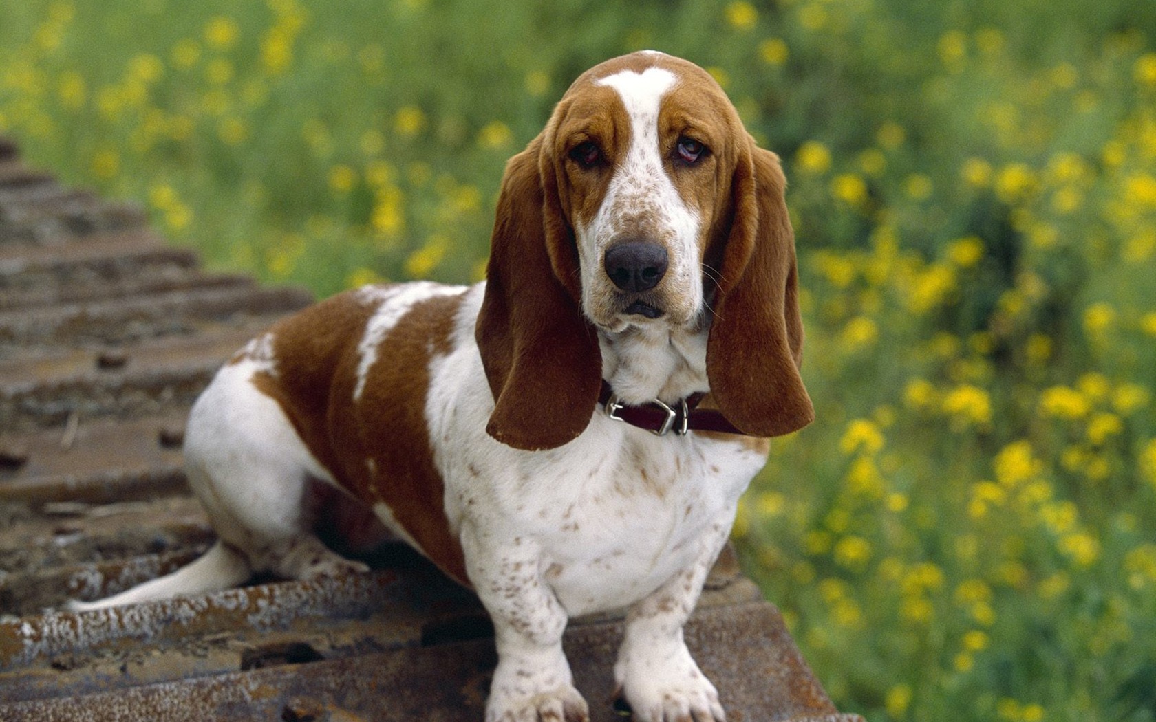 1600 dog photo wallpaper (12) #19 - 1680x1050