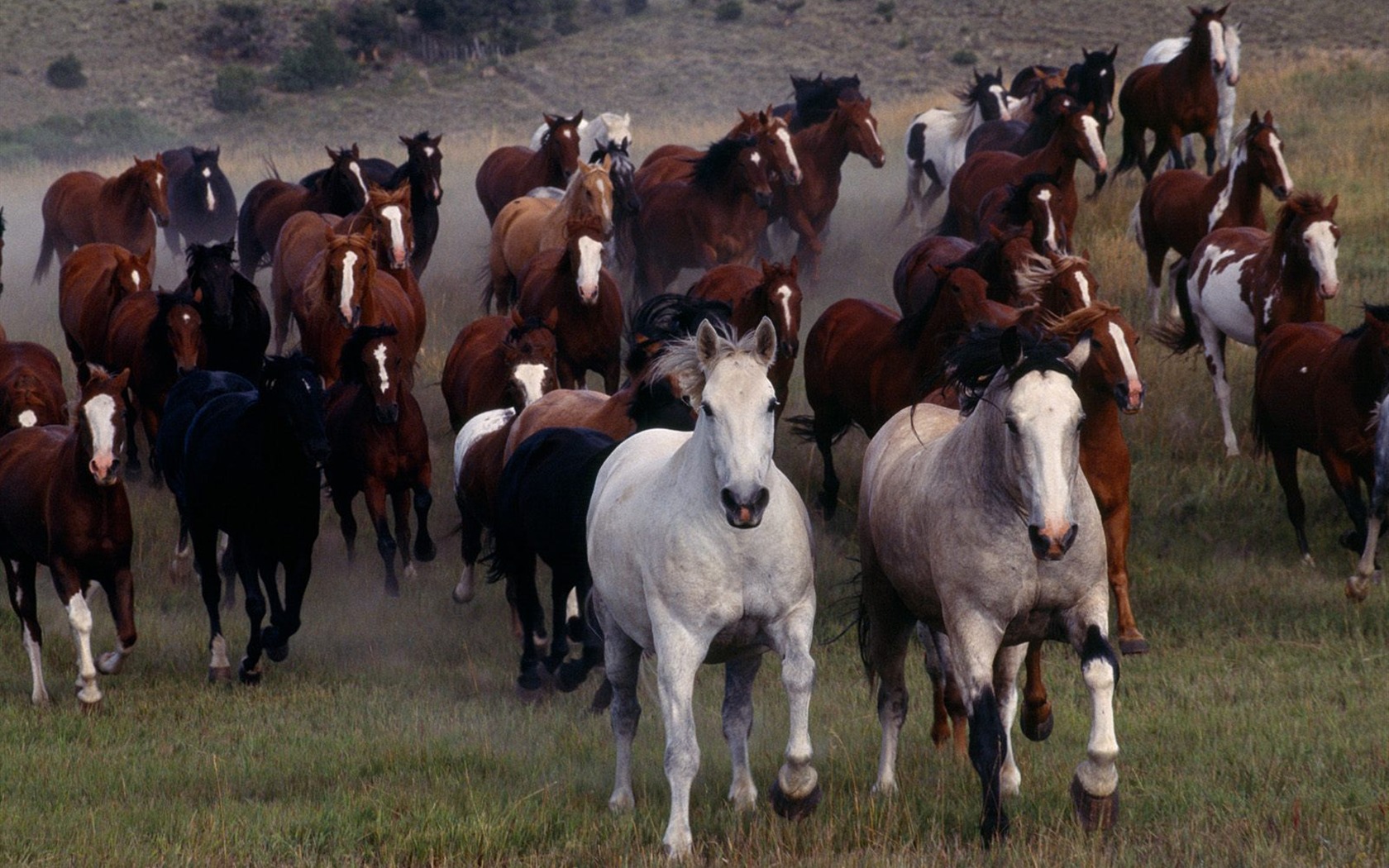 Horse Photo Wallpaper (1) #7 - 1680x1050