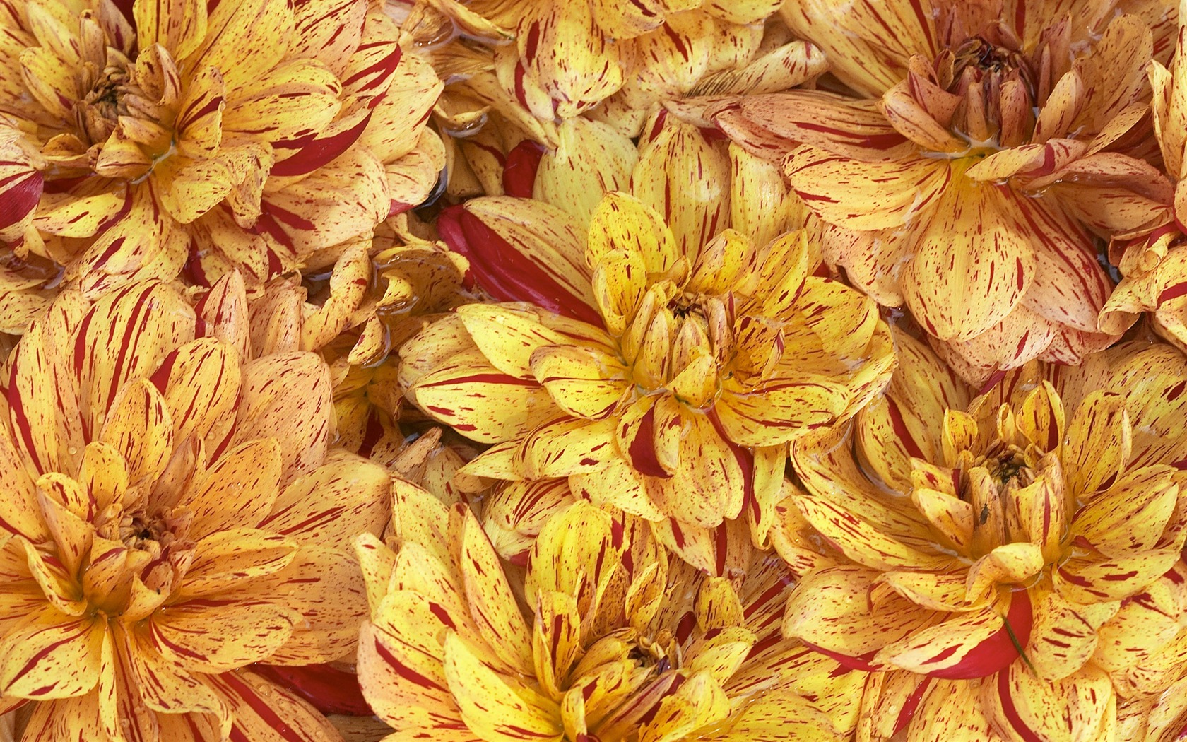 Velký květinový prvek Wallpaper (3) #7 - 1680x1050