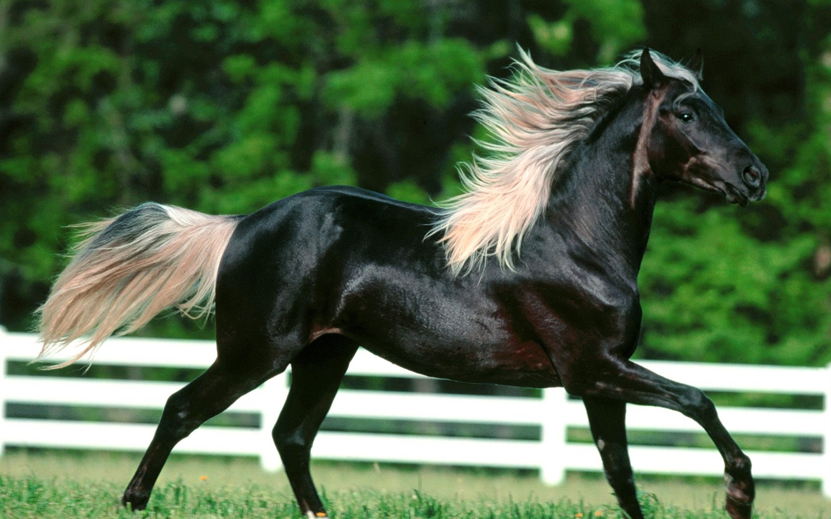 Horse Photo Wallpaper (2) #2 - 1680x1050