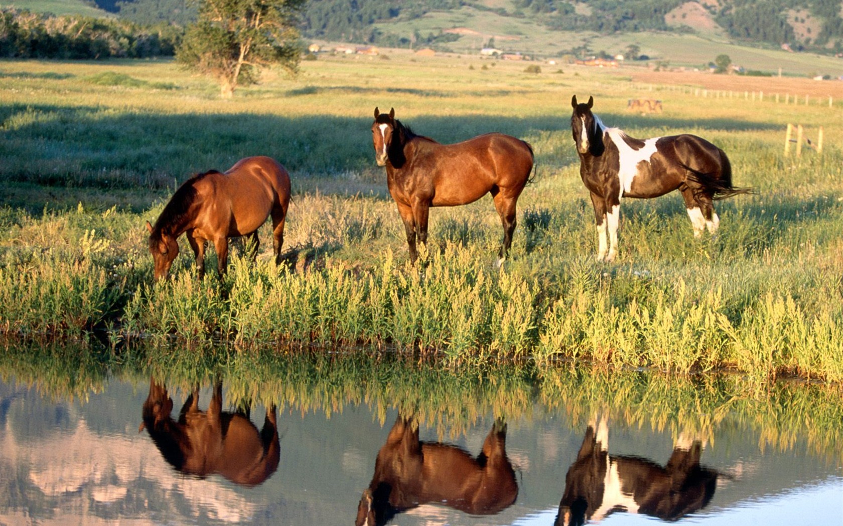Horse Photo Wallpaper (2) #9 - 1680x1050