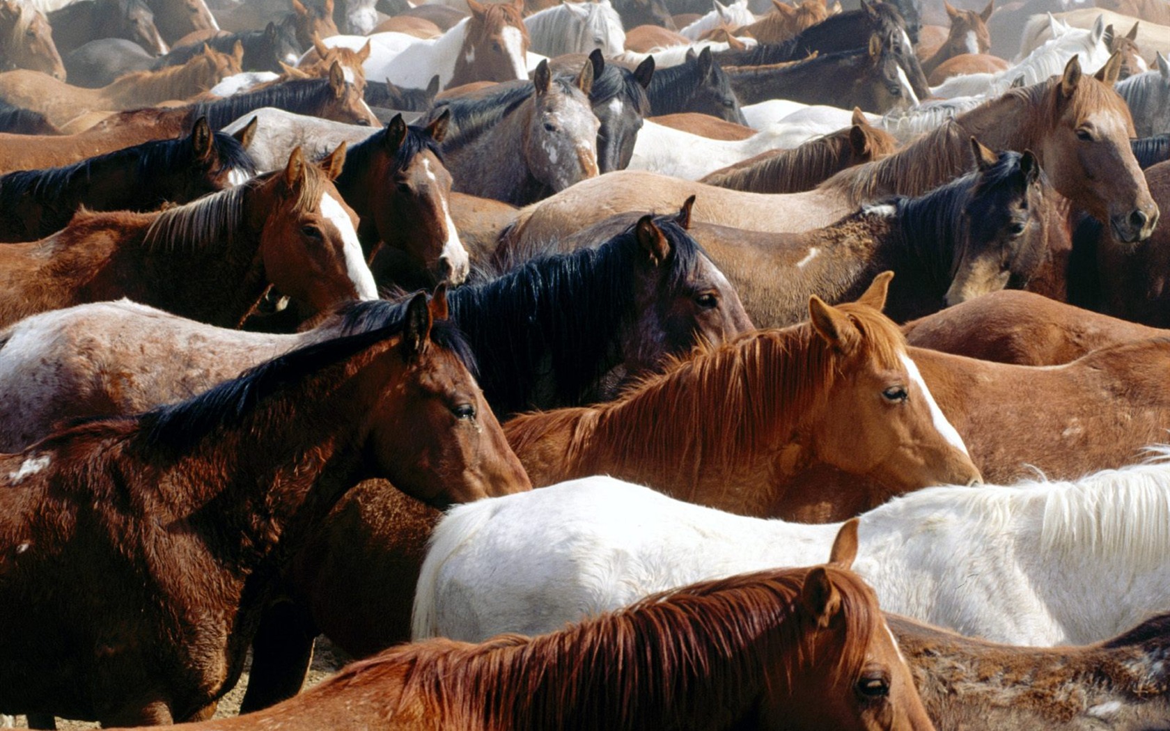 Horse Photo Wallpaper (2) #16 - 1680x1050