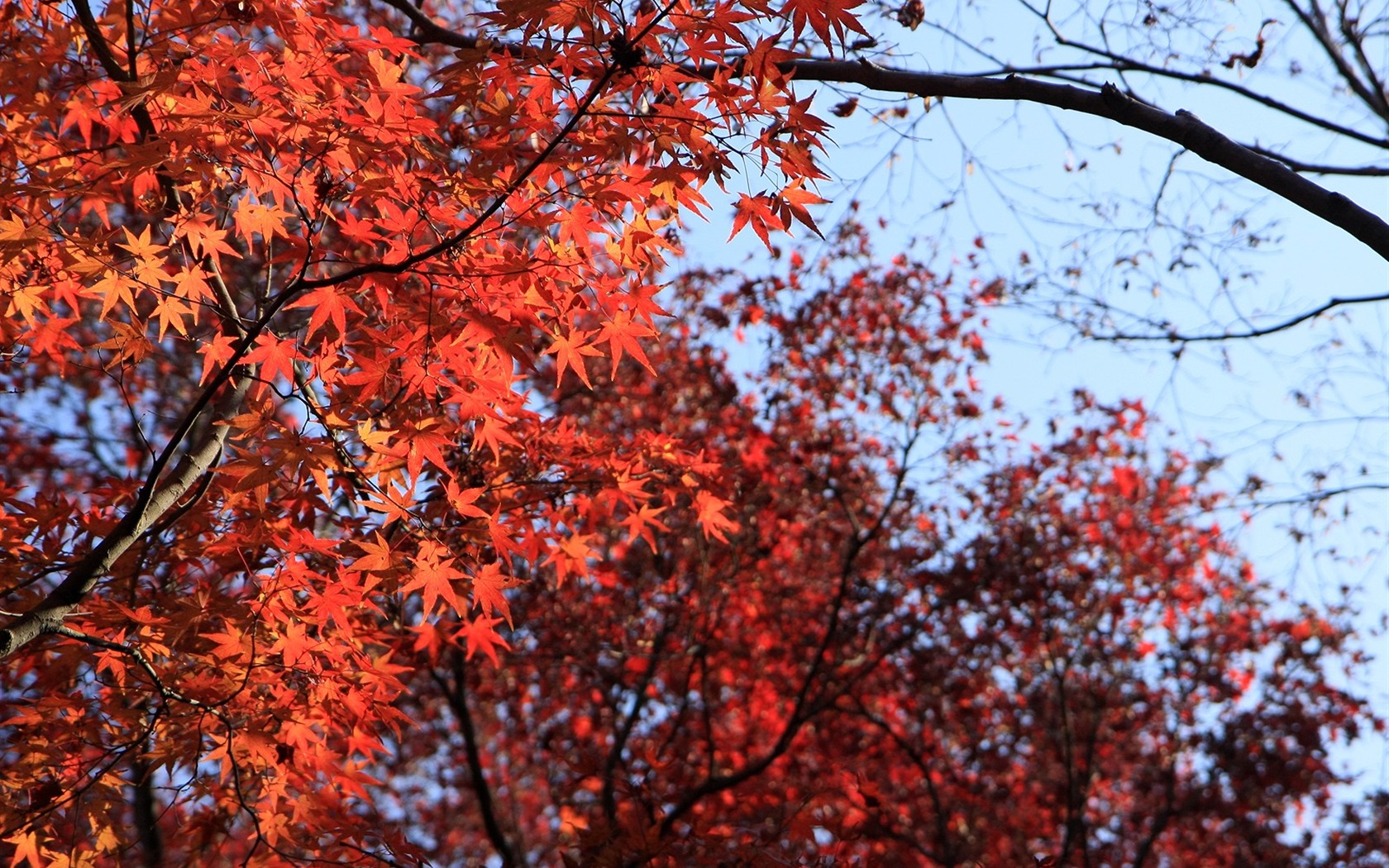 Maple sky wallpaper (1) #2 - 1680x1050