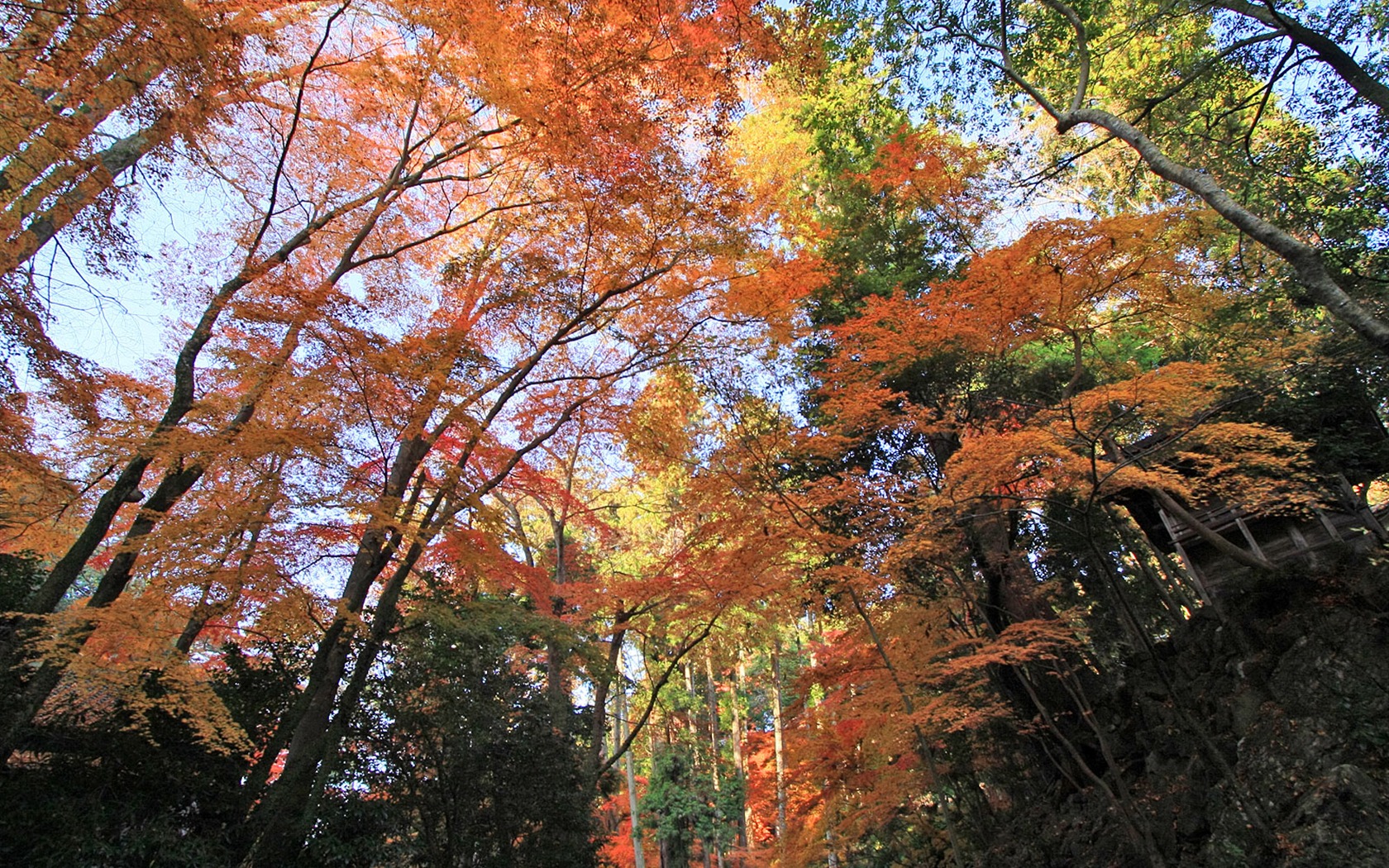 Maple sky wallpaper (1) #7 - 1680x1050