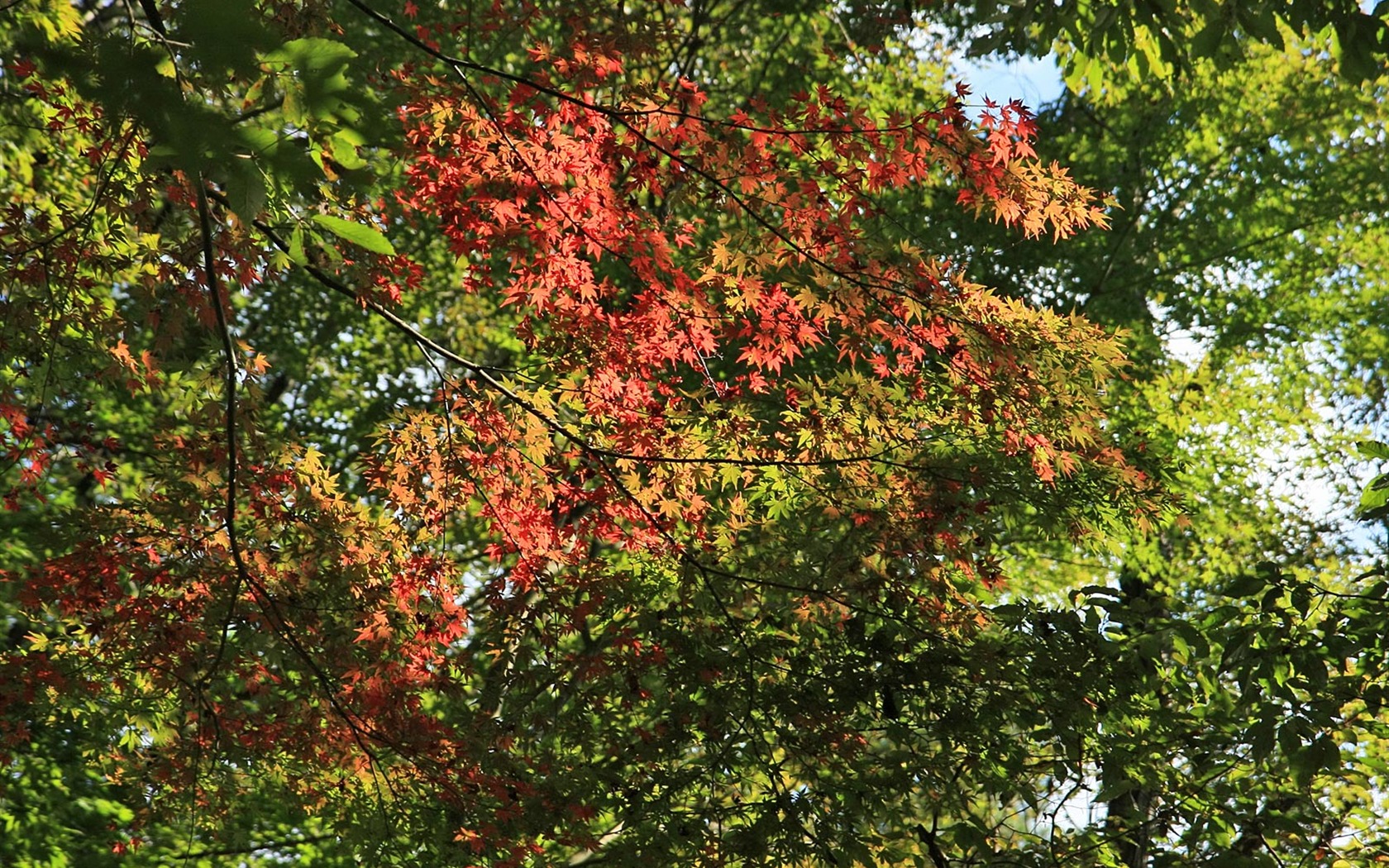 Maple nebe tapety (1) #11 - 1680x1050