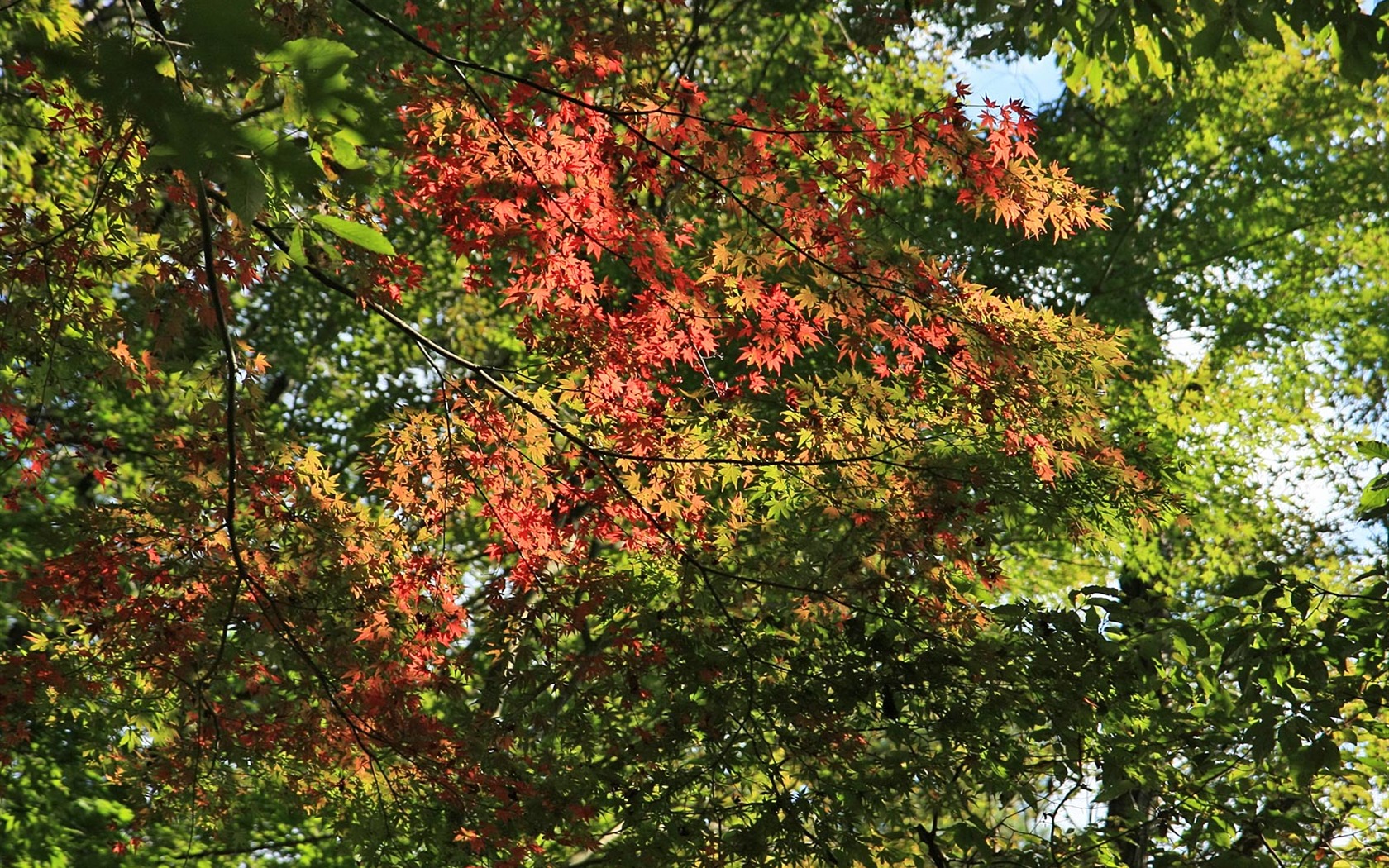 Maple sky wallpaper (1) #11 - 1680x1050