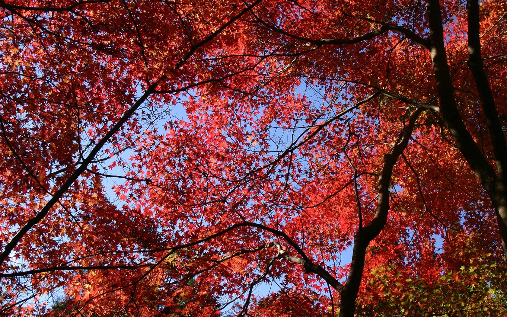 Maple sky wallpaper (1) #14 - 1680x1050