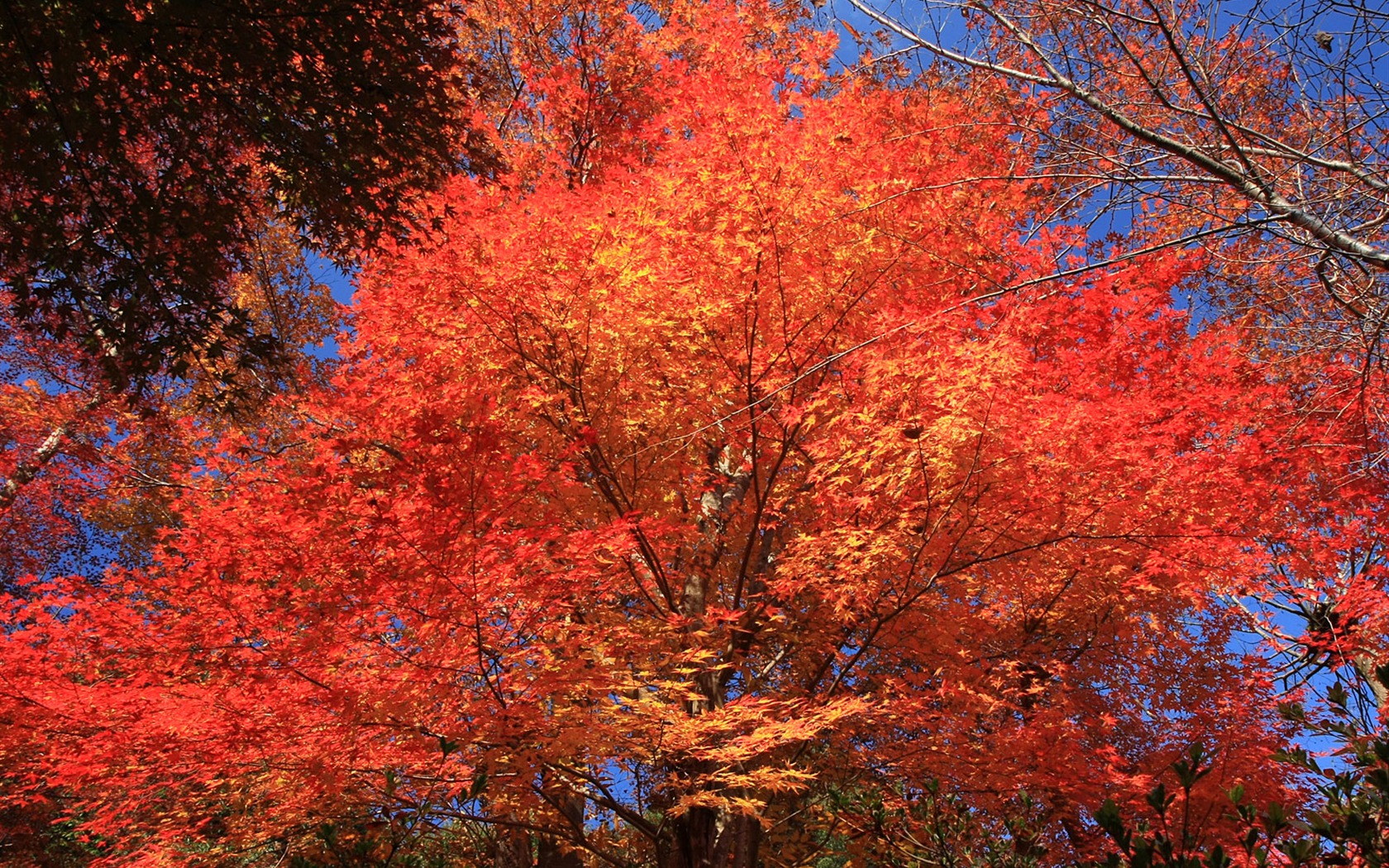 Maple sky wallpaper (1) #20 - 1680x1050