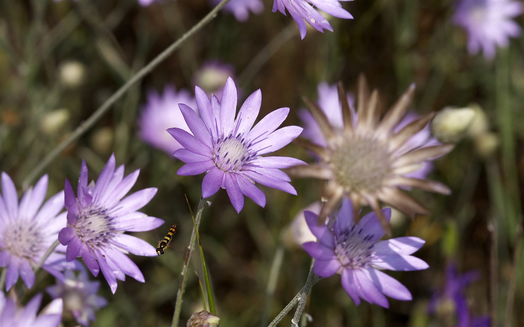 Large Flower Feature Wallpaper (4) #5 - 1680x1050