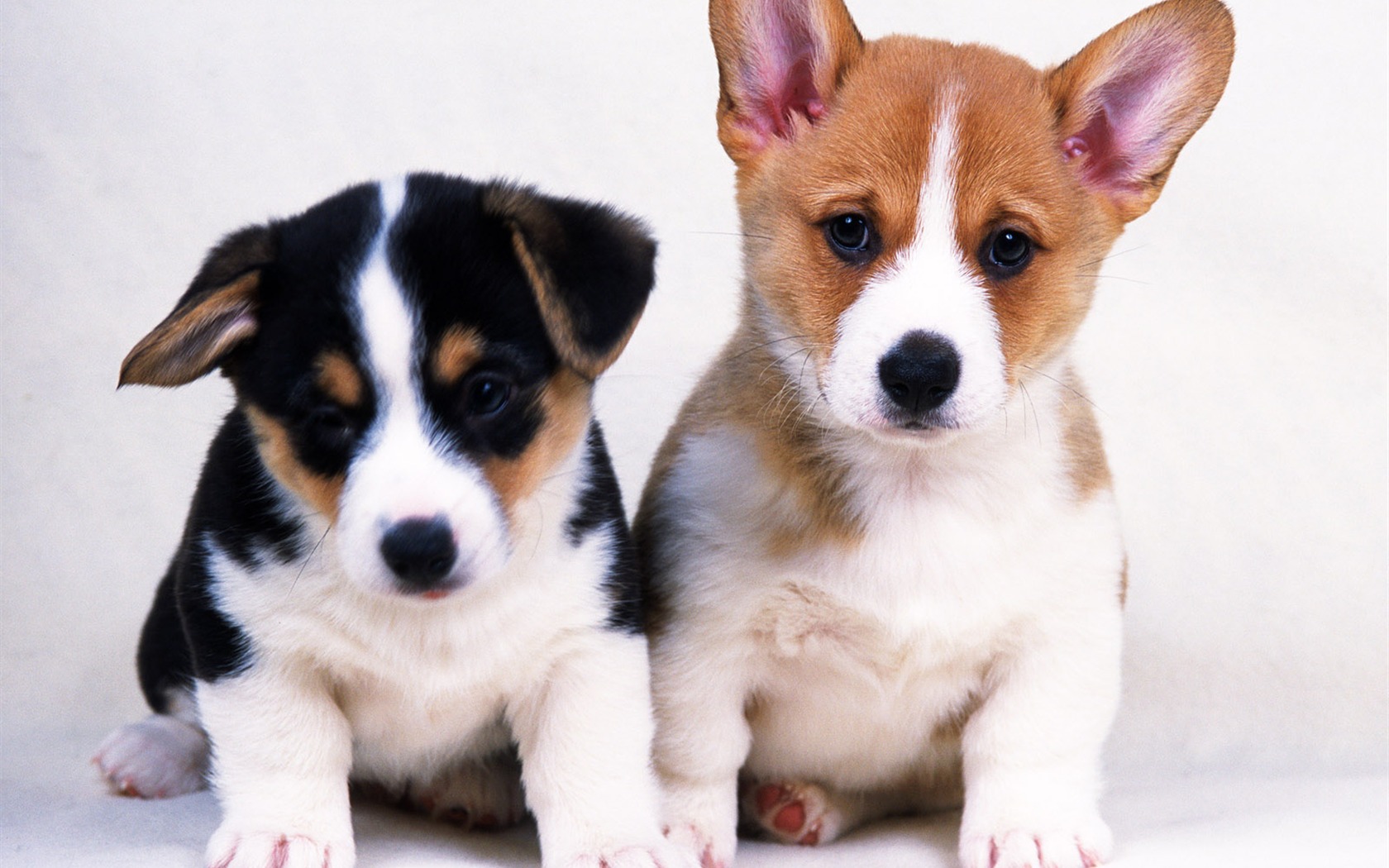 1600 dog photo wallpaper (14) #1 - 1680x1050