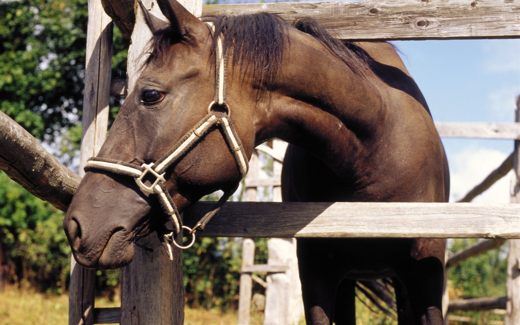 Horse Photo Wallpaper (3) #11 - 1680x1050