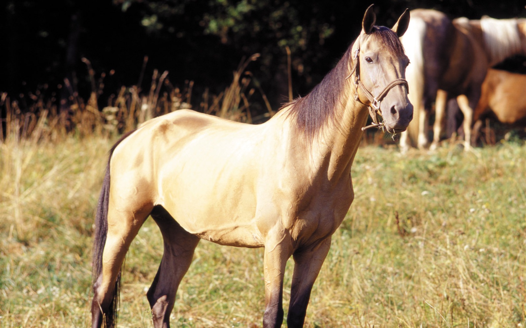 Horse Photo Wallpaper (3) #15 - 1680x1050