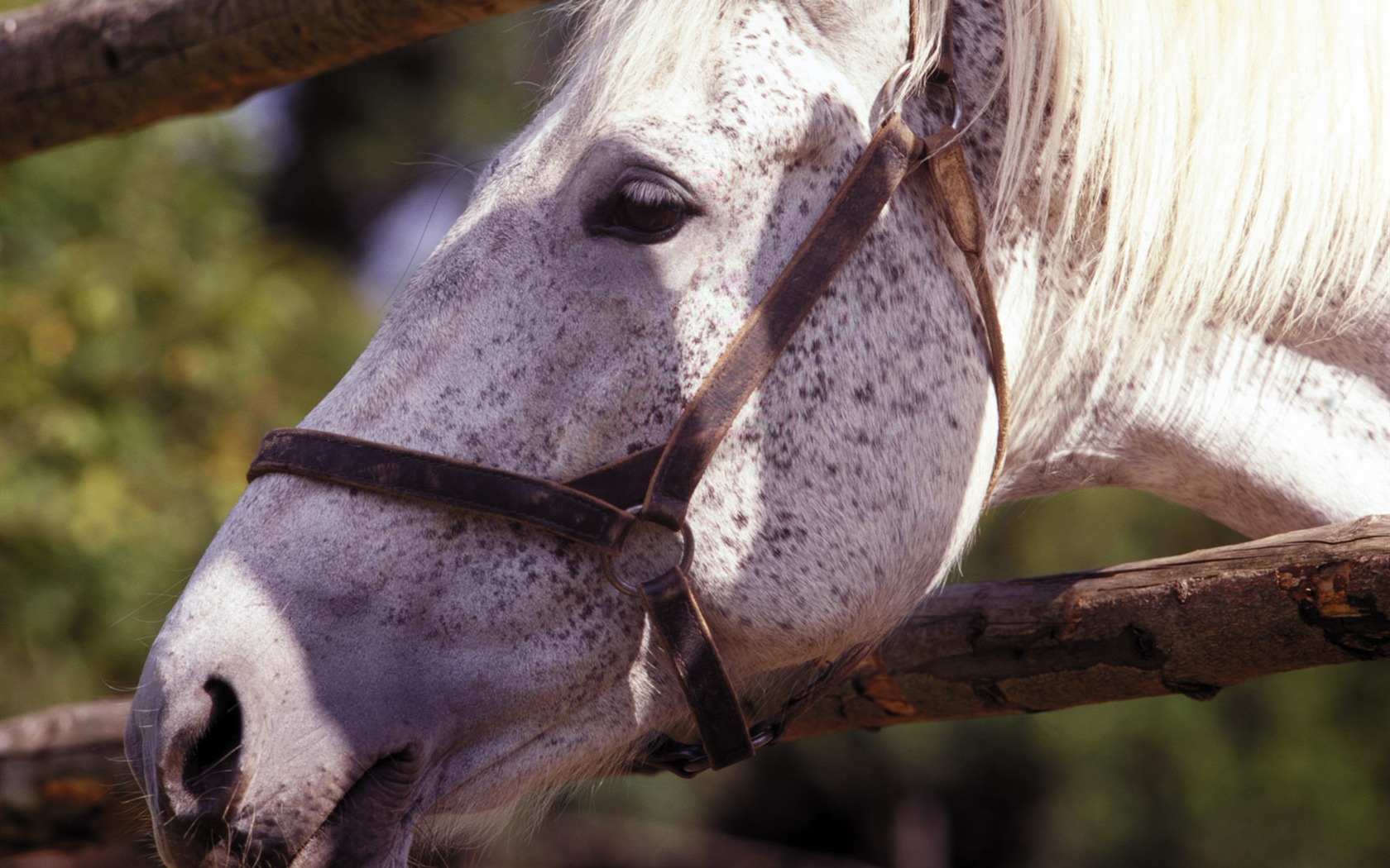 Horse Wallpaper Foto (4) #7 - 1680x1050