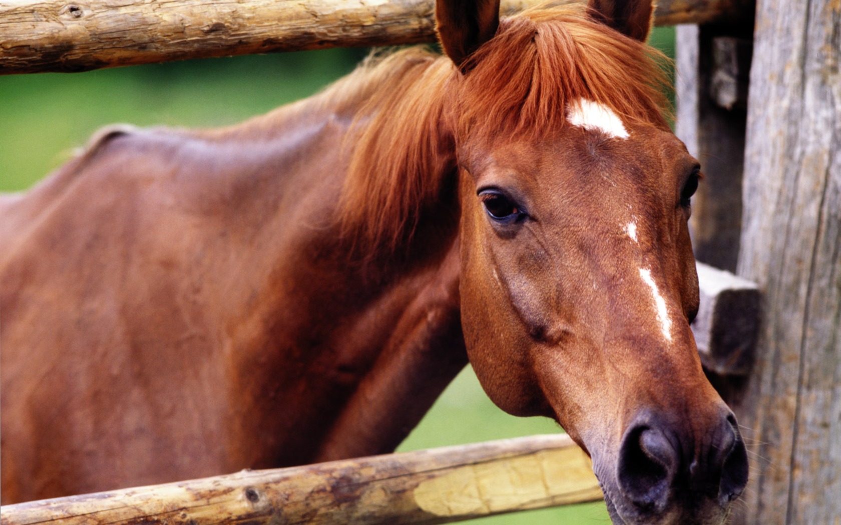 Horse Wallpaper Foto (4) #14 - 1680x1050