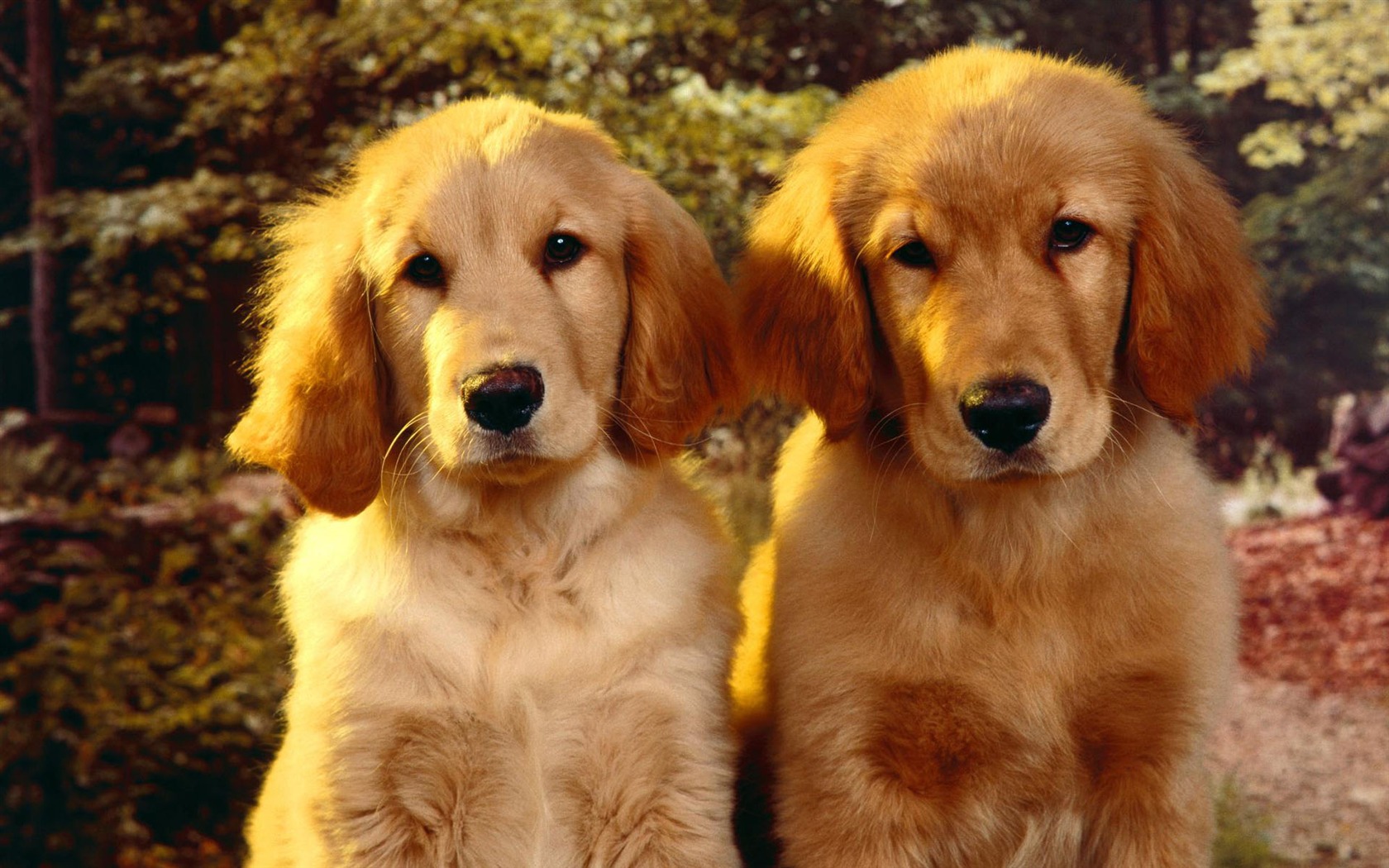 Puppy Photo HD wallpapers (2) #1 - 1680x1050