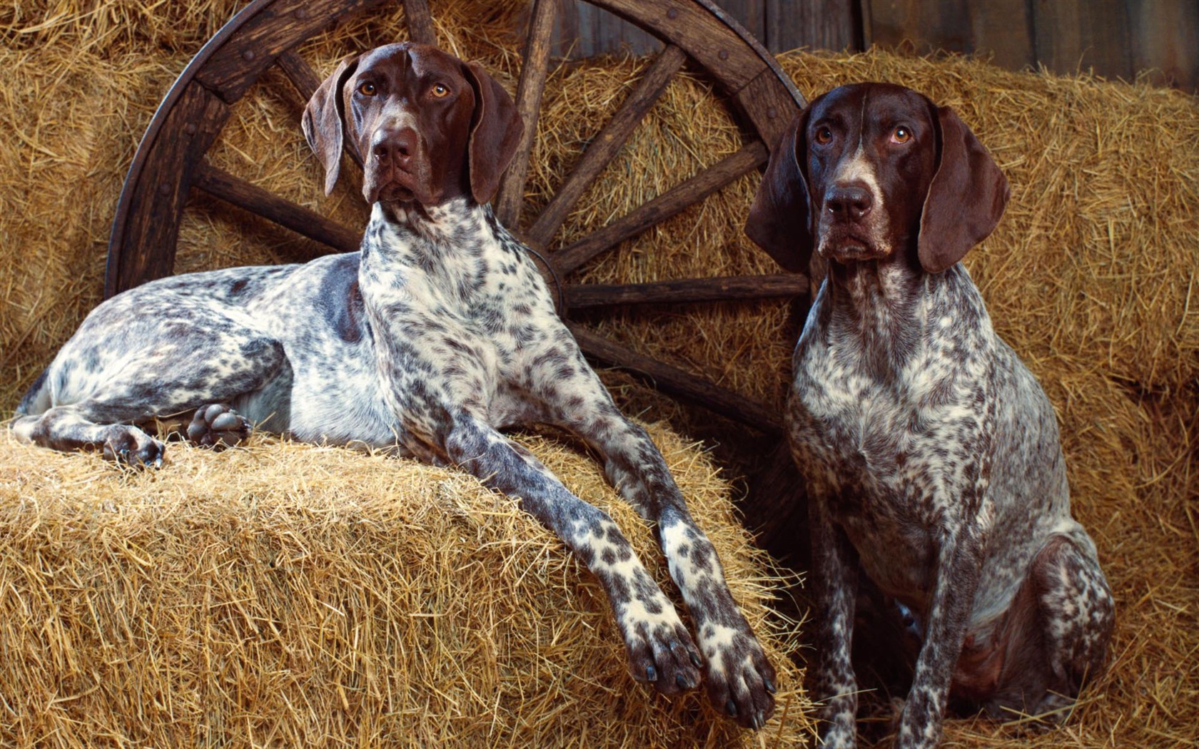 Puppy Foto HD Tapety na plochu (2) #4 - 1680x1050