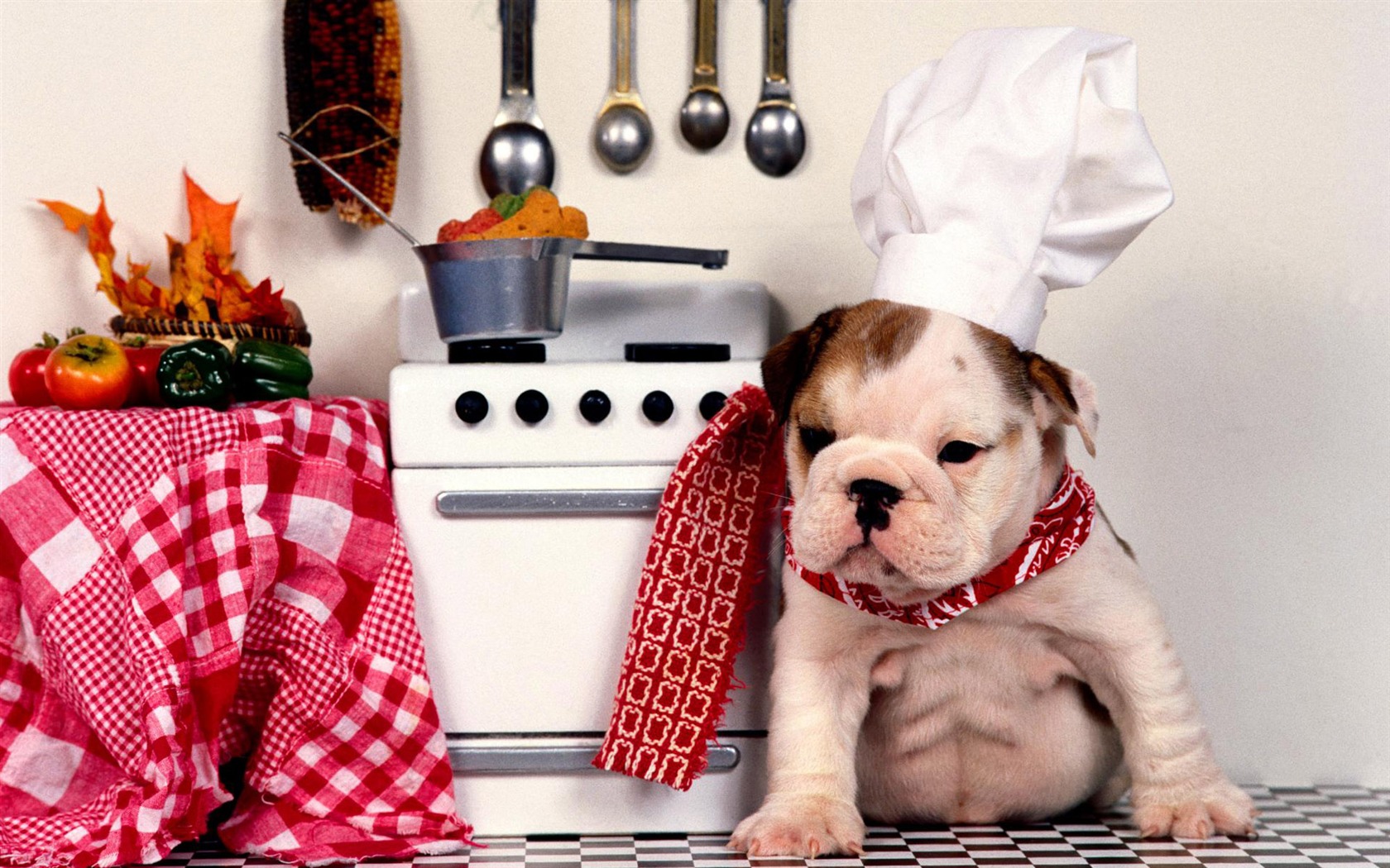 Puppy Foto HD Tapety na plochu (2) #8 - 1680x1050