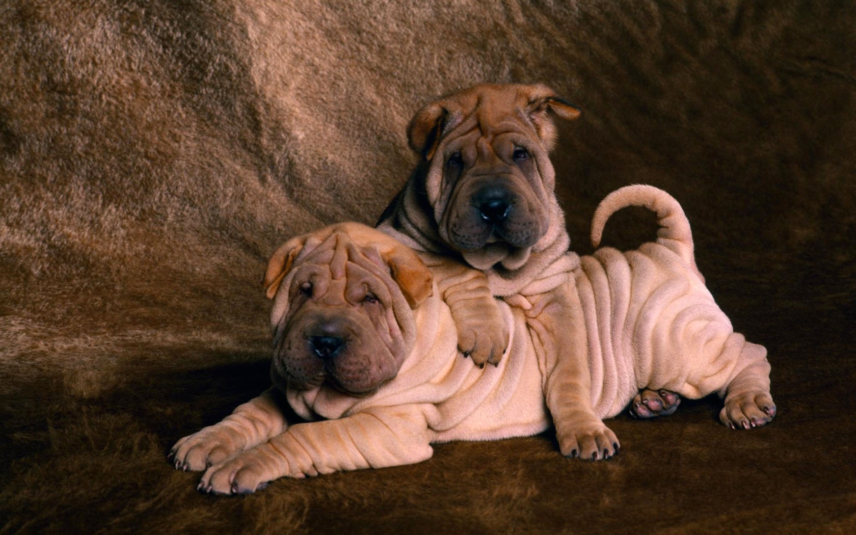 Puppy Foto HD Tapety na plochu (2) #9 - 1680x1050