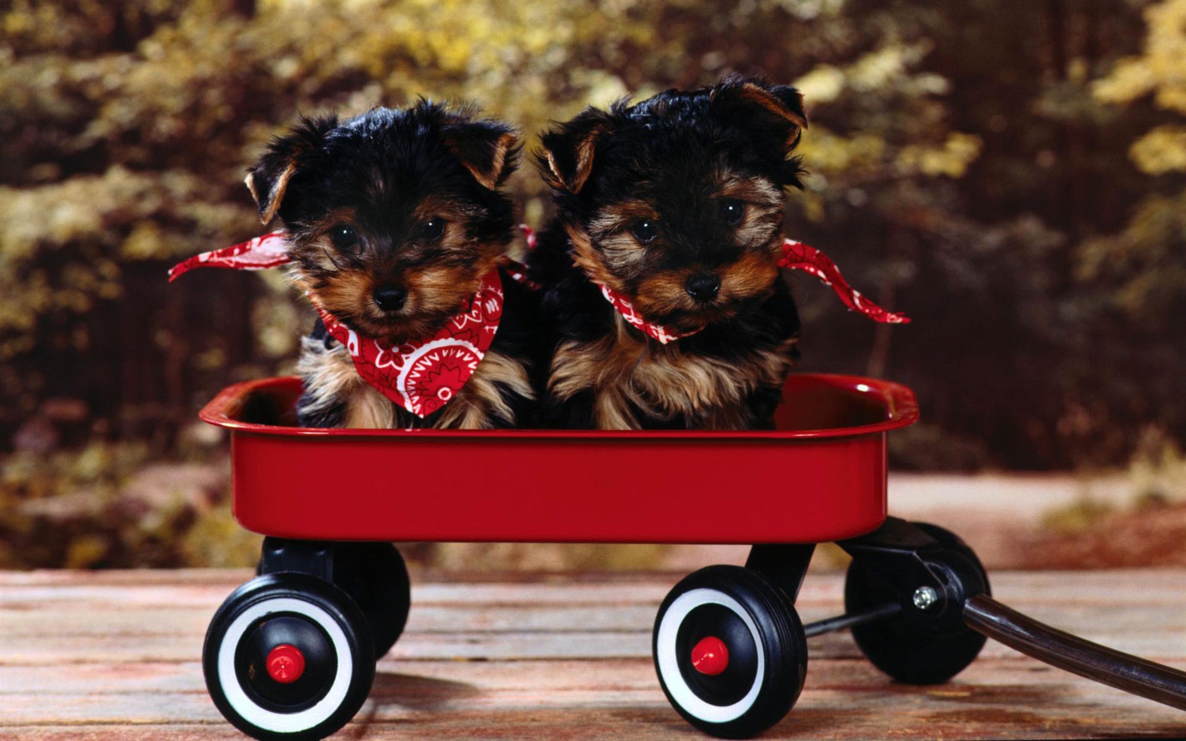 Puppy Foto HD Tapety na plochu (2) #16 - 1680x1050