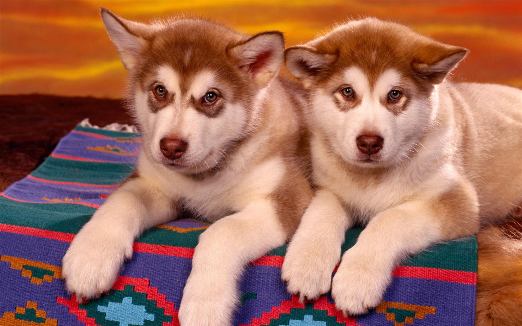 Puppy Foto HD Tapety na plochu (2) #17 - 1680x1050