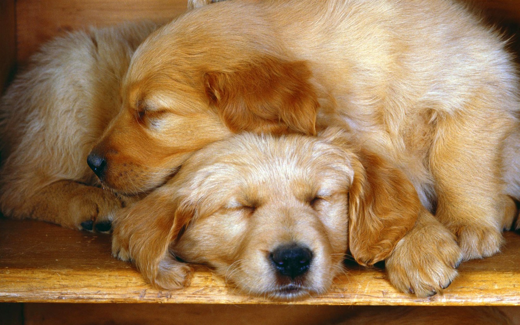 Puppy Foto HD Tapety na plochu (2) #18 - 1680x1050