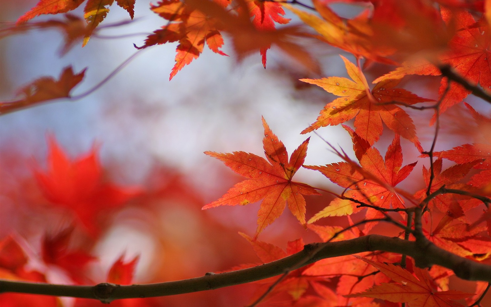 Maple nebe tapetu (2) #2 - 1680x1050