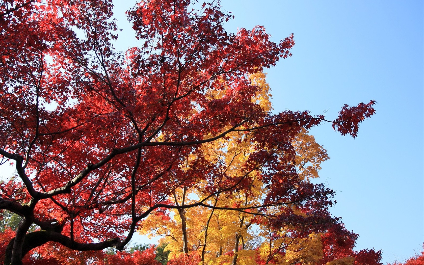 Maple sky wallpaper (2) #5 - 1680x1050