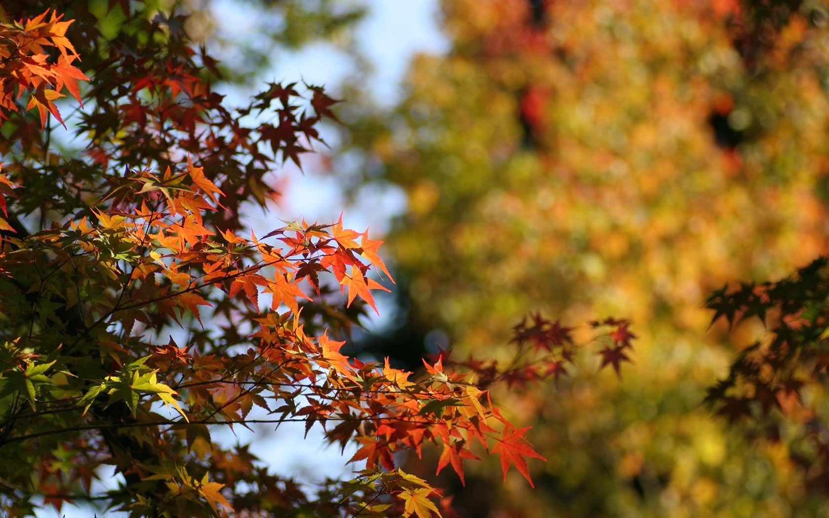 Maple sky wallpaper (2) #13 - 1680x1050