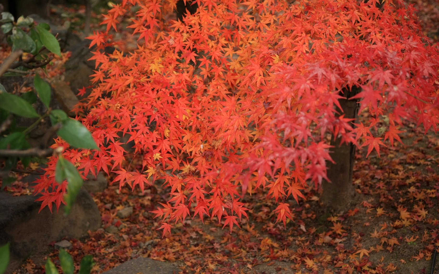 Maple nebe tapetu (2) #17 - 1680x1050