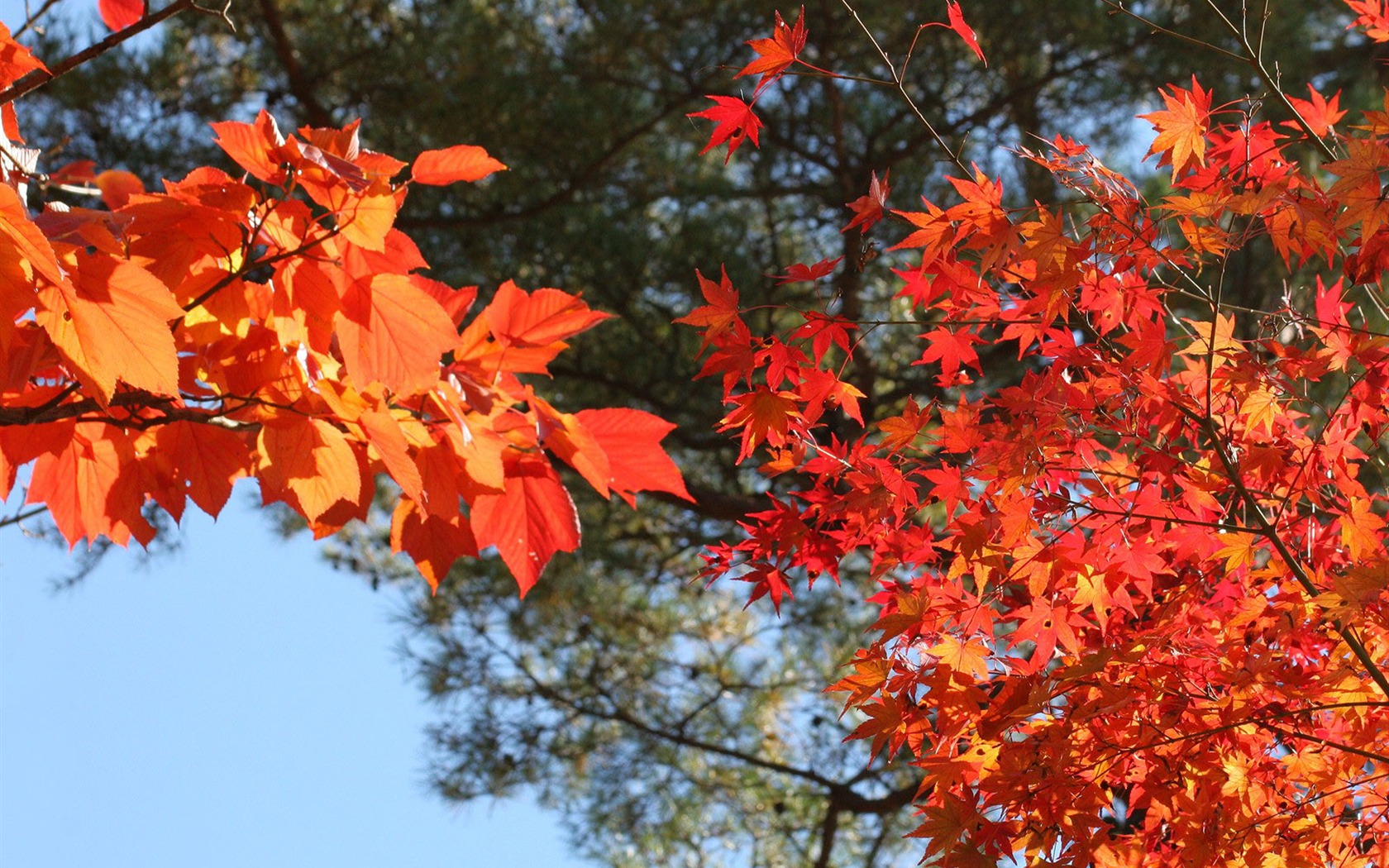 Maple sky wallpaper (2) #19 - 1680x1050