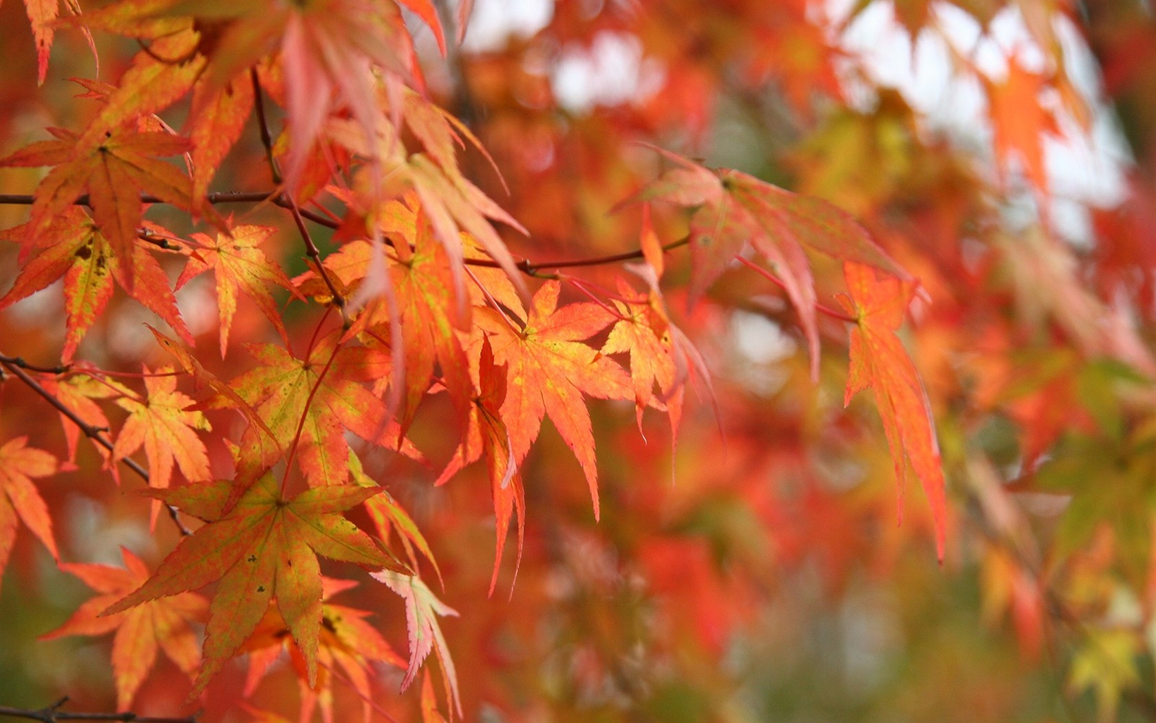 Maple sky wallpaper (3) #12 - 1680x1050