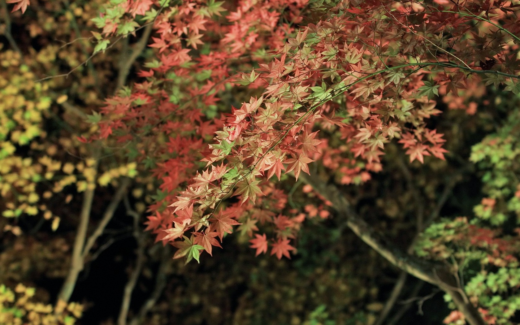 Maple sky wallpaper (3) #13 - 1680x1050