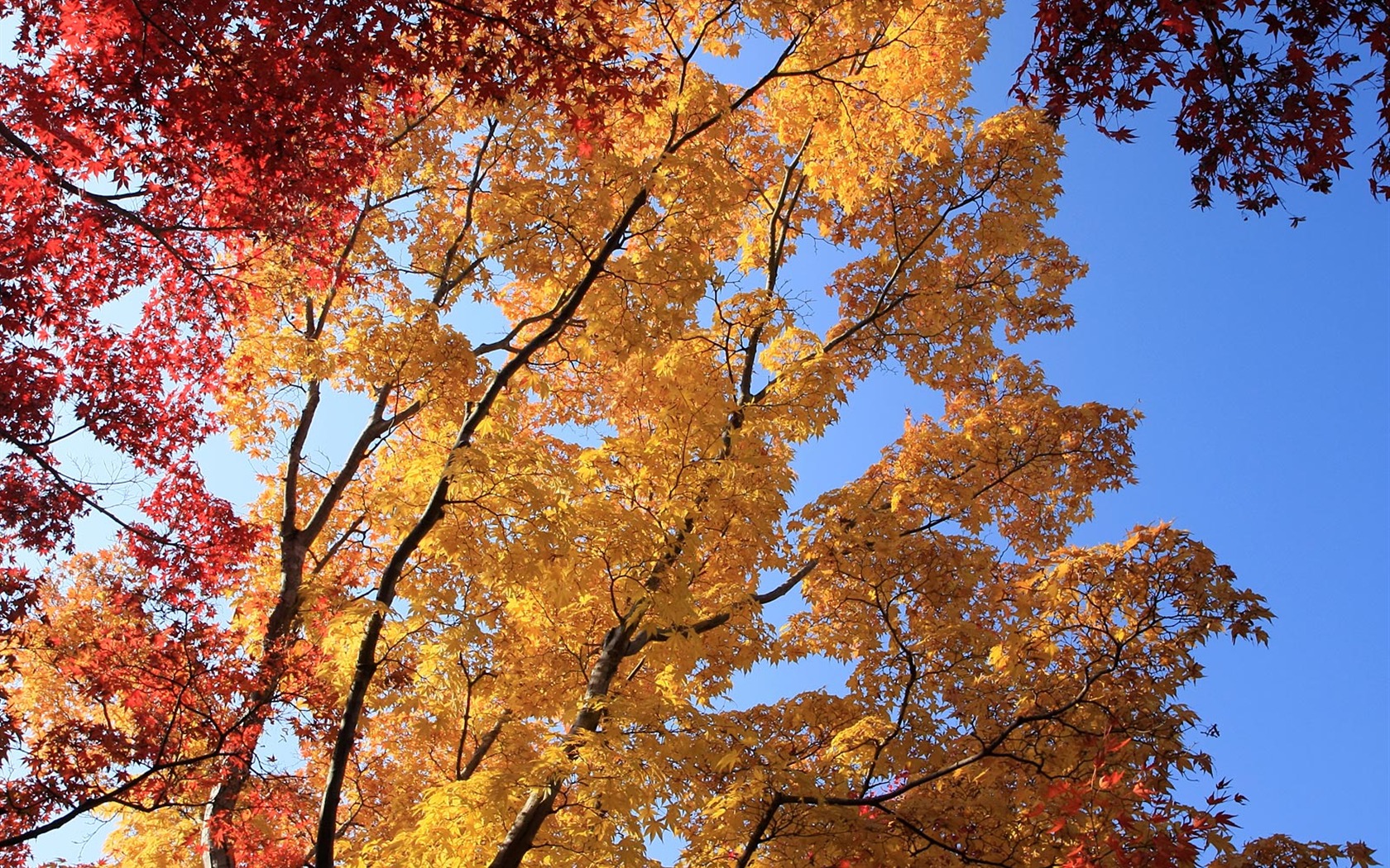 Maple sky wallpaper (3) #16 - 1680x1050