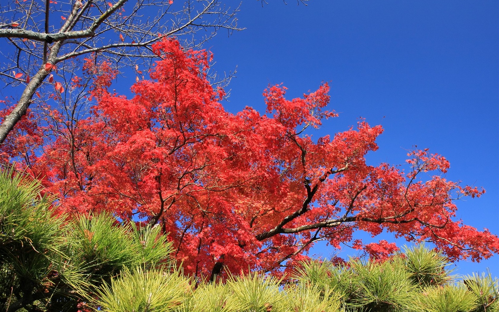 Maple sky wallpaper (3) #18 - 1680x1050