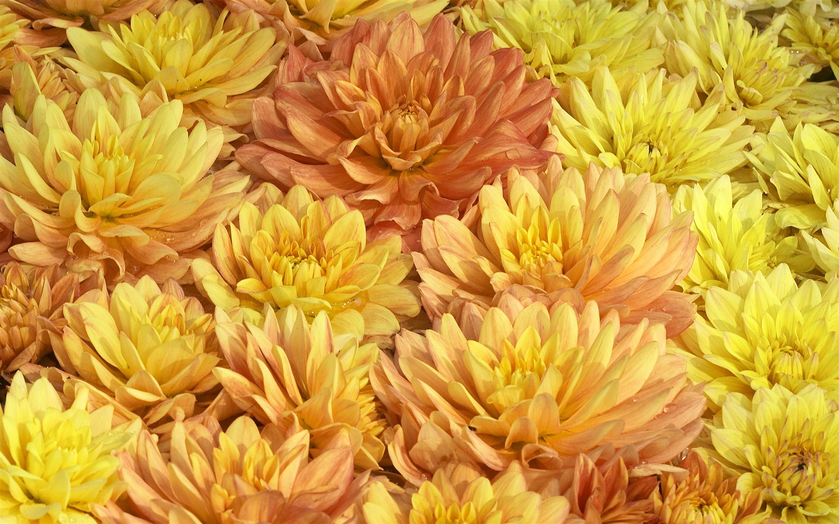 Large Flower Feature Wallpaper (6) #8 - 1680x1050